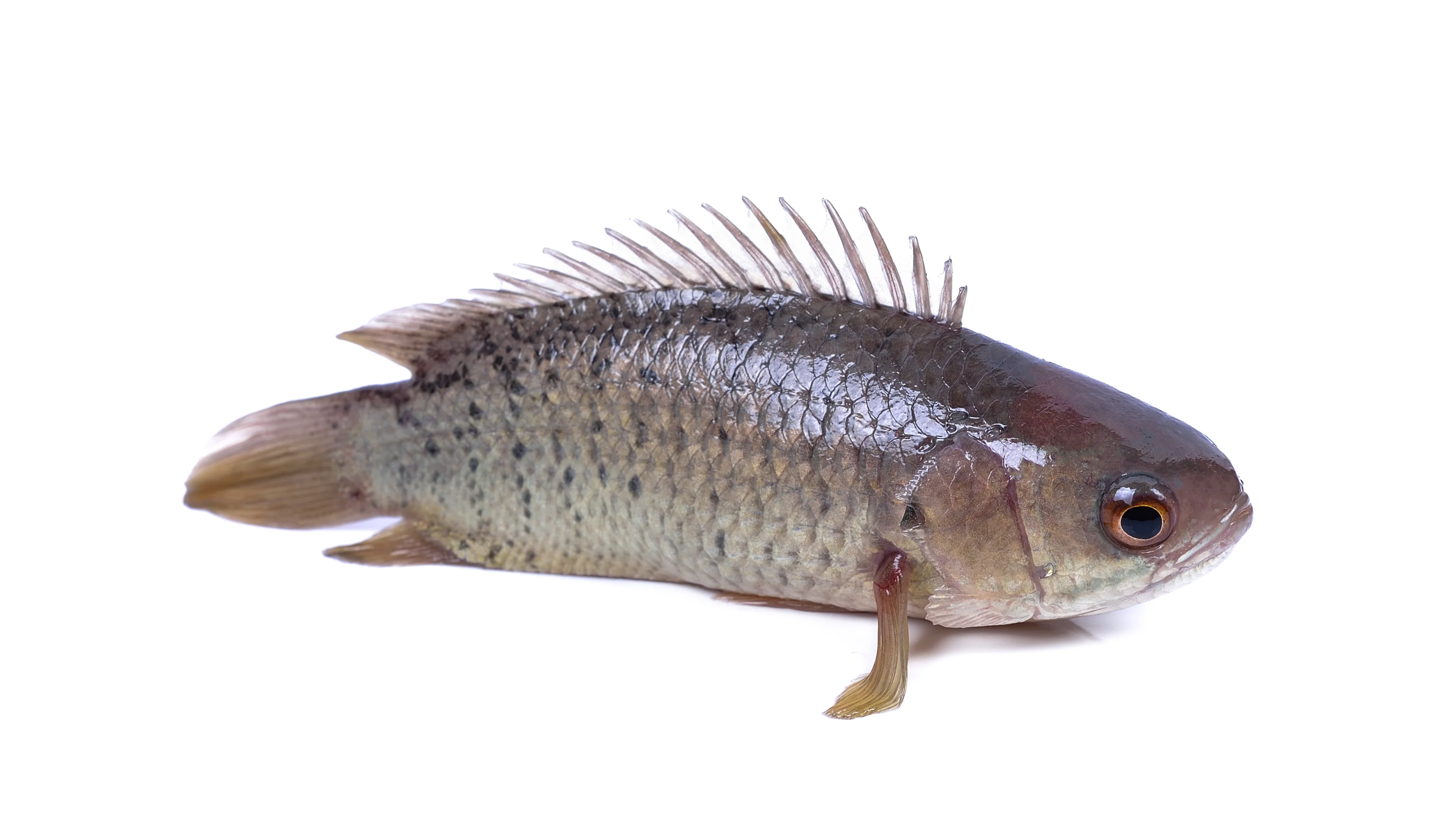 Miniature 1